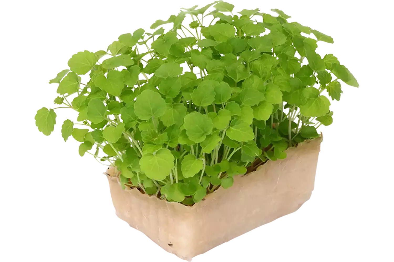 Atsina cress single stuk 1